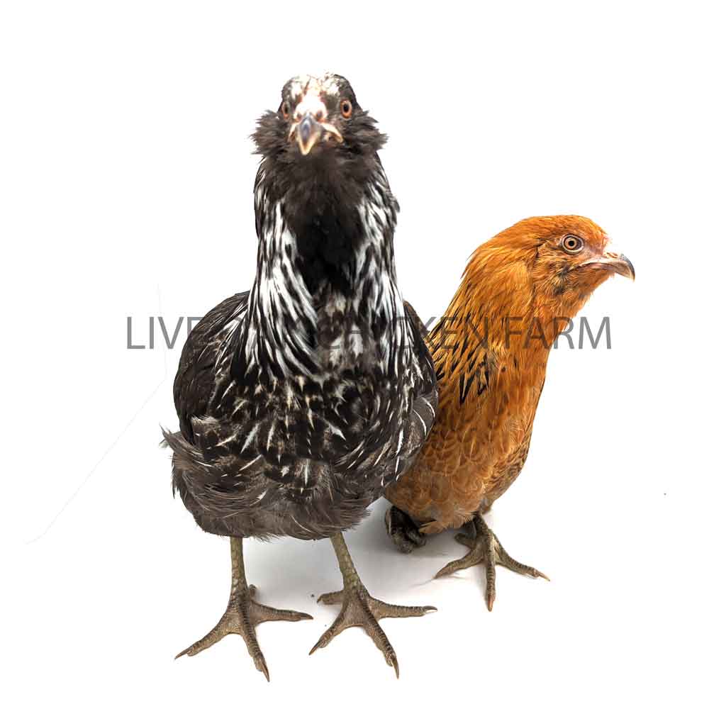 Soon To Be Laying Hens For Sale - Easter Egger – Chickens For Sale Houston